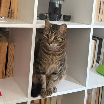 Rescue Domestic Short Hair Cats for Adoption in Washington, District Of Columbia - Tyrese | PetCurious