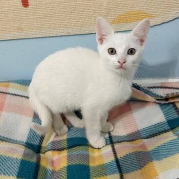 Domestic Short Hair Cats Available for Adoption in Brownsboro, Alabama - Freddy | PetCurious