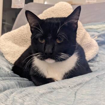 Snoopy -  Domestic Short Hair Cat for Adoption in Saint Charles, Missouri - Snoopy | PetCurious