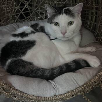 Rescue Domestic Short Hair Cats for Adoption in Essex, Maryland - Spring | PetCurious