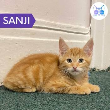 Rescue Domestic Short Hair Cats for Adoption in Penfield, New York - Sanji | PetCurious