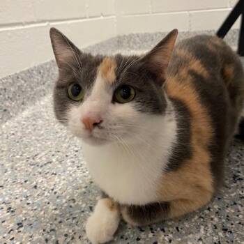 Beverly -  Domestic Short Hair Cat for Adoption in Dayton, Ohio - Beverly | PetCurious