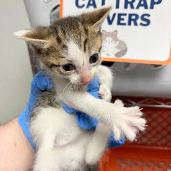 Gelato -  Domestic Short Hair Cat for Adoption in Philadelphia, Pennsylvania - Gelato | PetCurious