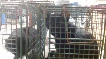 FUBU -  Domestic Short Hair Cat for Adoption in Doral, Florida - FUBU | PetCurious