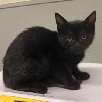 Suki -  Domestic Short Hair Cat for Adoption in Clearwater, Florida - Suki | PetCurious