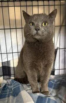Domestic Short Hair Cats Available for Adoption in Canonsburg, Pennsylvania - Parker | PetCurious