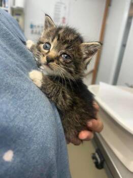 Sue Lee Foster 2 -  Domestic Short Hair Cat for Adoption in Sullivan, Indiana - Sue Lee Foster 2 | PetCurious