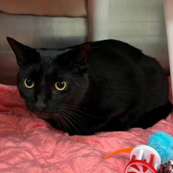 Rescue Domestic Short Hair Cats for Adoption in Middlebury, Vermont - Tidbit | PetCurious