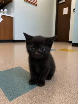 Moby -  Domestic Short Hair Cat for Adoption in Gallatin, Tennessee - Moby | PetCurious