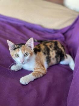 Cali -  Domestic Short Hair Cat for Adoption in Honolulu, Hawaii - Cali | PetCurious