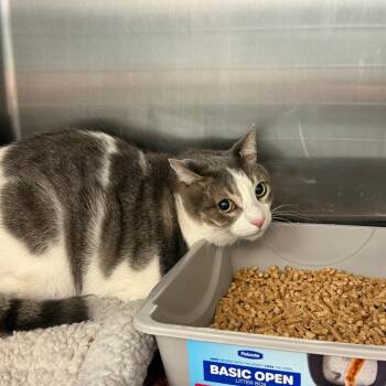 Oscar -  Domestic Short Hair Cat for Adoption in Port Charlotte, Florida - Oscar | PetCurious