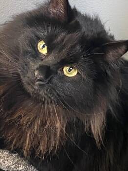 Emory and Nikki -  Domestic Long Hair and Maine Coon Cat for Adoption in Mauldin, South Carolina - Emory And Nikki | PetCurious