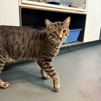 Rescue Domestic Short Hair Cats for Adoption in New York, New York - Mouser | PetCurious