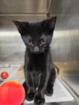 Darcy -  Domestic Short Hair Cat for Adoption in Cleveland, Tennessee - Darcy | PetCurious