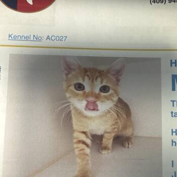 Morris -  Domestic Short Hair Cat for Adoption in Lake Jackson, Texas - Morris | PetCurious