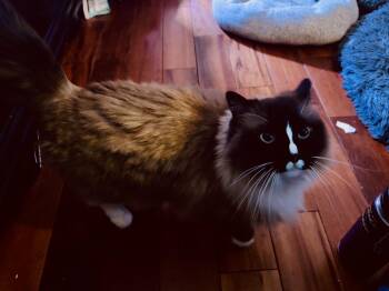 Domestic Long Hair and Ragdoll Cats Available for Adoption - Hei Hei | PetCurious
