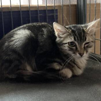 Spice -  Domestic Short Hair Cat for Adoption in Midland, Texas - Spice | PetCurious