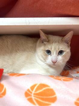 Milo -  Domestic Short Hair Cat for Adoption in Reisterstown, Maryland - Milo | PetCurious