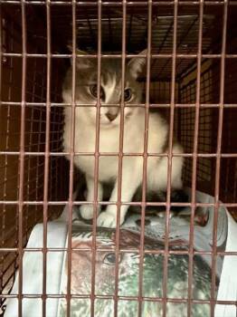 Domestic Short Hair Cats Available for Adoption - Neo | PetCurious