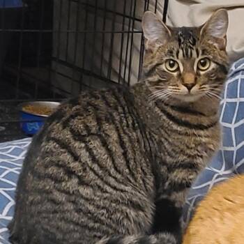 Tabby Cats Available for Adoption - GUMBO | PetCurious