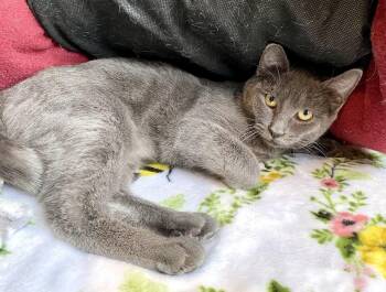 Rescue Domestic Short Hair and Russian Blue Cats for Adoption in Lafayette Township, New Jersey - Tuna | PetCurious