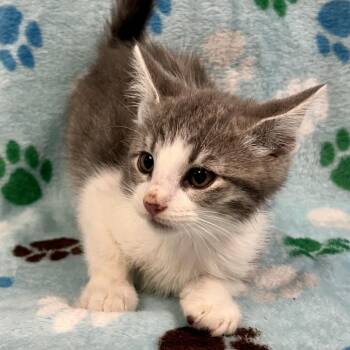Jason Lee Scott -  Domestic Short Hair Cat Available for Adoption in Saint Joseph, Missouri - Jason Lee Scott | PetCurious