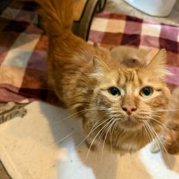 Peaches -  Domestic Long Hair Cat for Adoption in New Bedford, Massachusetts - Peaches | PetCurious