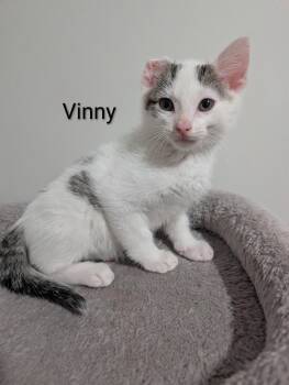 Domestic Short Hair Cats Available for Adoption in Murfreesboro, Tennessee - Vinny (Vincent Van Gogh) | PetCurious