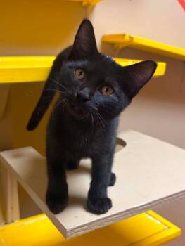 Dumb -  Domestic Short Hair Cat for Adoption in Maryville, Missouri - Dumb | PetCurious