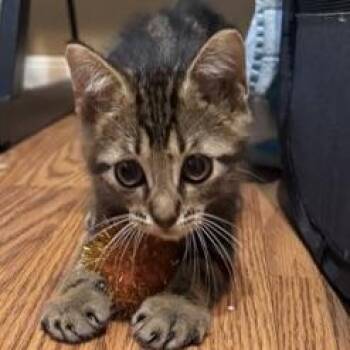 Obsidian -  Domestic Medium Hair Cat for Adoption in Liverpool, Texas - Obsidian | PetCurious