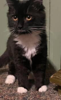 Rescue Domestic Short Hair Cats for Adoption in Glenfield, New York - Zeppole | PetCurious