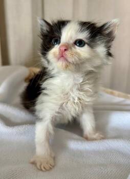 Shawnee -  Domestic Short Hair Cat Available for Adoption - Shawnee | PetCurious