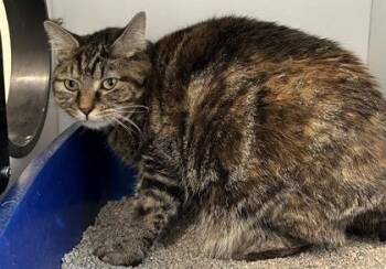 Rescue Domestic Short Hair Cats for Adoption in Annapolis, Maryland - Michi (Declawed) | PetCurious