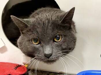 Rescue Domestic Short Hair Cats for Adoption in Brentwood, Missouri - GEMINI | PetCurious