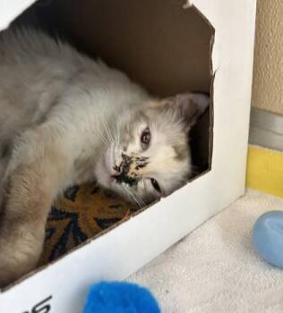 Siamese and Domestic Short Hair Cats Available for Adoption - Snowball | PetCurious