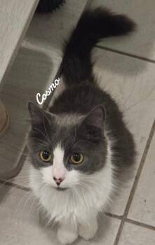 Cosmo -  Domestic Short Hair Cat for Adoption in Naugatuck, Connecticut - Cosmo | PetCurious