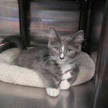 Mason -  Domestic Medium Hair Cat for Adoption in Falls Church, Virginia - Mason | PetCurious