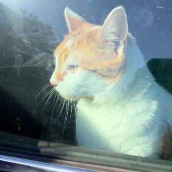 Mamas Boy -  Domestic Short Hair Cat for Adoption in Philadelphia, Pennsylvania - Mamas Boy | PetCurious