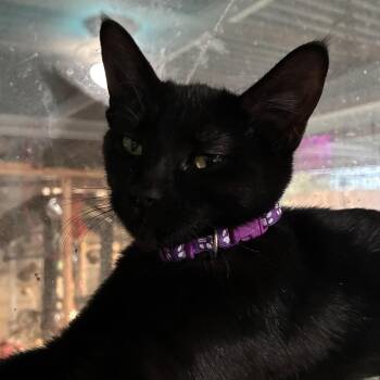 Trixie -  Domestic Short Hair Cat for Adoption in Liverpool, Texas - Trixie | PetCurious