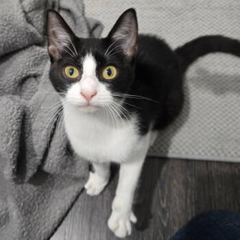 Rescue Domestic Short Hair Cats for Adoption in Dallas, Texas - Zev | PetCurious
