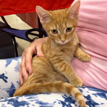 Sam -  Tabby Cat for Adoption in Maple Shade, New Jersey - Sam | PetCurious