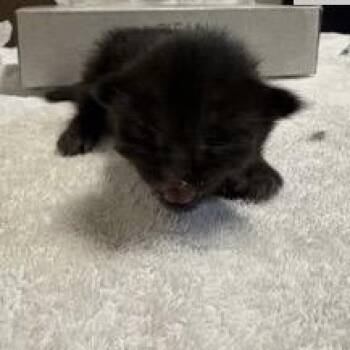 No Sa (Dark Pink) -  Domestic Short Hair Cat for Adoption in Elfin Forest, California - No Sa (Dark Pink) | PetCurious