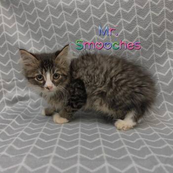 Mr. Smooches -  Domestic Medium Hair Cat for Adoption in Parkersburg, West Virginia - Mr. Smooches | PetCurious