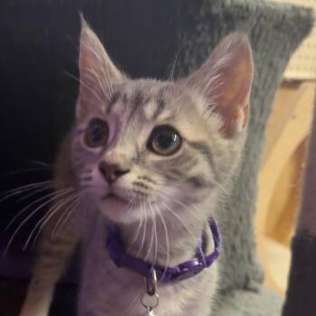 Cristina -  Domestic Short Hair Cat for Adoption in Greenfield, Indiana - Cristina | PetCurious