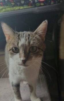 Opal -  Domestic Short Hair Cat for Adoption in St. Peters, Missouri - Opal | PetCurious