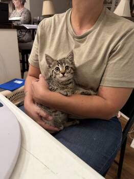 Accomplice (available for pre-adoption) -  Domestic Short Hair Cat for Adoption in Camden, South Carolina - Accomplice (available For Pre-adoption) | PetCurious