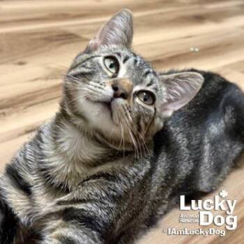 Domestic Short Hair Cats Available for Adoption - Isaiah | PetCurious