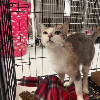 Cottonball 26-06-172 -  Domestic Short Hair Cat for Adoption in Bastrop, Texas - Cottonball 26-06-172 | PetCurious