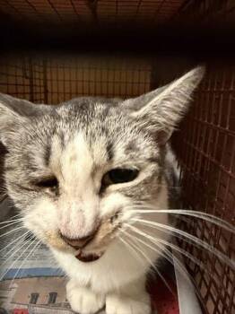 Pichi -  Domestic Short Hair Cat for Adoption in Austin, Texas - Pichi | PetCurious