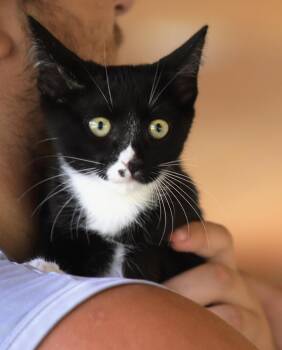 Marie -  Domestic Medium Hair Cat for Adoption in North Fort Myers, Florida - Marie | PetCurious